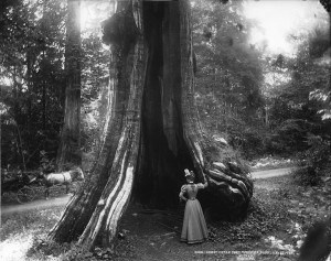 Great_cedar_tree,_Stanley_Park,_Vancouver,_BC,_1897